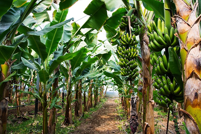Banana Trees Are Actually Giant Herbs